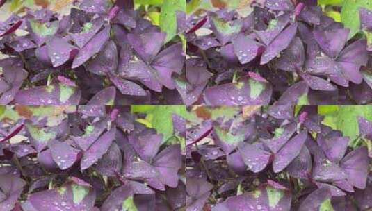 紫色酢浆草高清在线视频素材下载