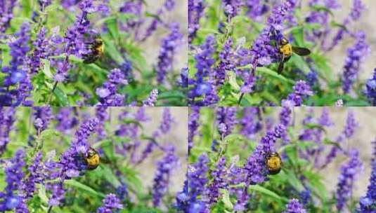 熊峰在紫色薰衣草花丛采蜜高清在线视频素材下载