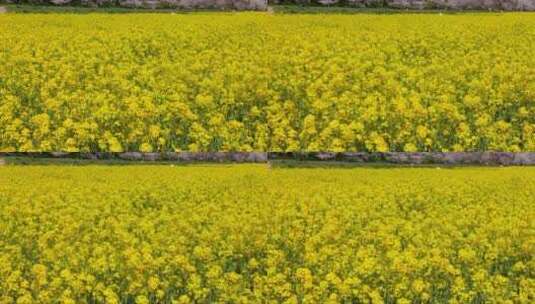 日本埼玉县绝美的油菜花和樱花高清在线视频素材下载