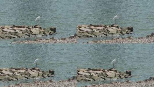 中白鹭停留在岸边稍作休息高清在线视频素材下载