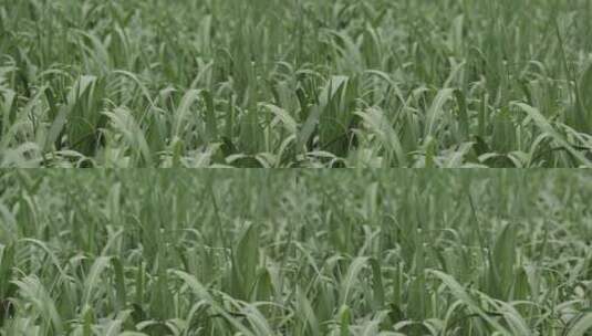 农村田地甘蔗苗农作物生机生长高清在线视频素材下载
