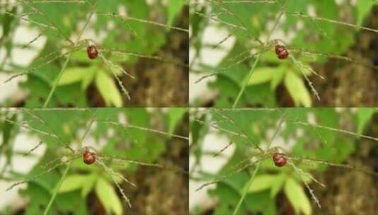 七星瓢虫在草支上高清在线视频素材下载