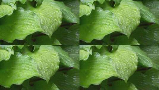 大株绿色植物在雨中落叶高清在线视频素材下载