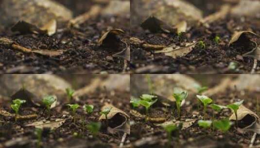 生长中的植物高清在线视频素材下载