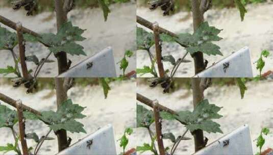 树叶上觅食的蚂蚁高清在线视频素材下载
