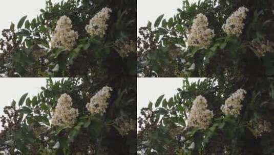 紫薇花上采蜜的蜜蜂高清在线视频素材下载