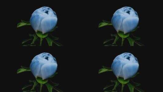 美丽的蓝色牡丹花绽放开高清在线视频素材下载