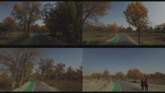 新疆秋季 金胡杨森林公园 跑道高清在线视频素材下载