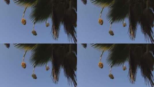 挂在棕榈树上的水果高清在线视频素材下载