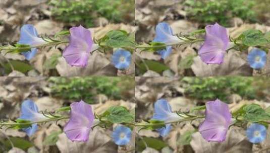 喇叭花植物高清在线视频素材下载