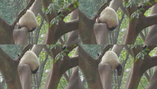 可爱的大熊猫从树上滑下来高清在线视频素材下载