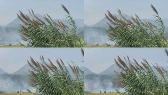 4k 风中飘荡的芦苇高清在线视频素材下载