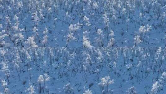 航拍林海雪原银色松林高清在线视频素材下载