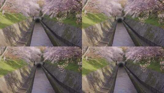 樱花树下的走道花海春天百花绽放风景高清在线视频素材下载
