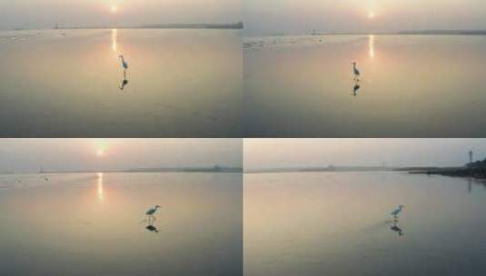 清晨日出下在江边行走的白鹭高清在线视频素材下载