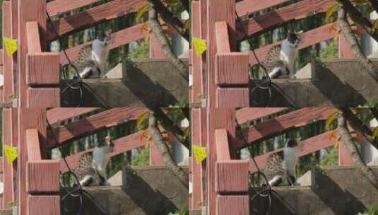 4K晒太阳的猫高清在线视频素材下载