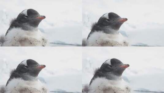 南极的企鹅近景特写高清在线视频素材下载