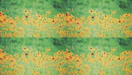 8k实拍草地上的花卉唯美空镜系列高清在线视频素材下载