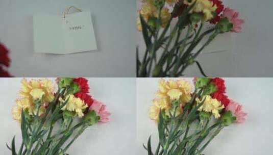 4K妇女节女生节康乃馨花卉花朵升格视频高清在线视频素材下载