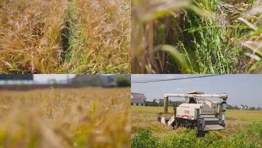 大麦亩产超千斤高清在线视频素材下载