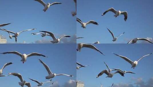 一群海鸥在天空飞翔慢动作高清在线视频素材下载