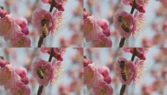 盛开花朵蜜蜂采蜜蝴蝶飞舞高清在线视频素材下载