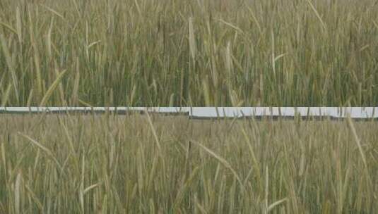 夏天田野上的绿色小麦芽高清在线视频素材下载
