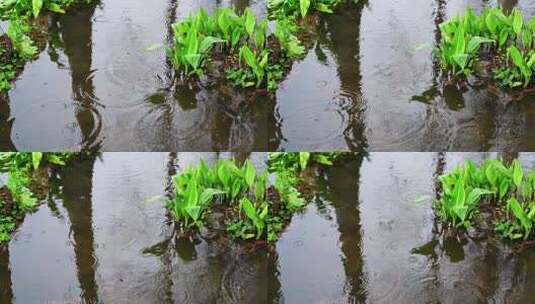 下雨水滴春分惊蛰雨水雨天氛围高清在线视频素材下载