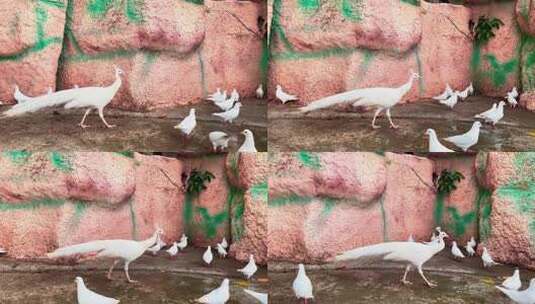 4K野生动物白羽毛孔雀2高清在线视频素材下载