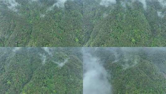 雨天森林航拍云雾缭绕森林树林大自然风景高清在线视频素材下载