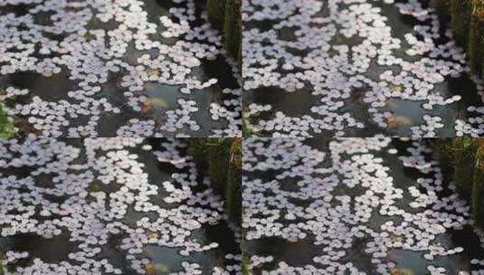 唯美溪流樱花花瓣高清在线视频素材下载