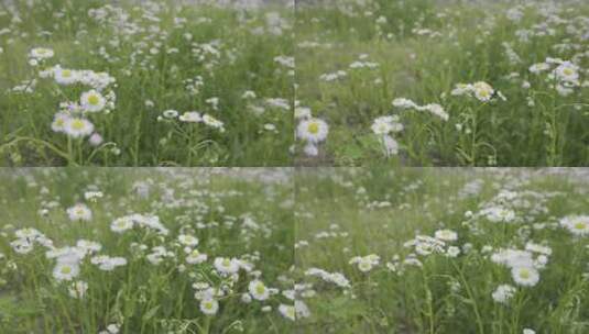 小清新鲜花阳光和雏菊高清在线视频素材下载