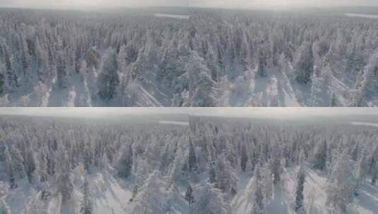 冬天的原始森林4K高清在线视频素材下载
