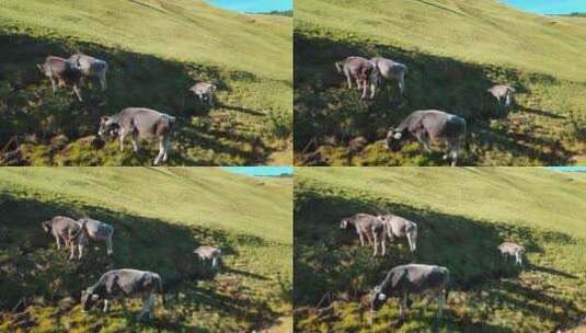 奶牛在山上吃草高清在线视频素材下载