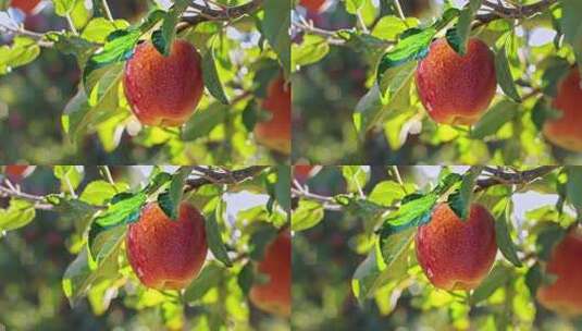 苹果园里的红苹果高清在线视频素材下载