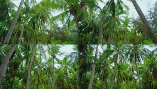 海南三亚椰梦长廊 椰树 椰子树 椰林高清在线视频素材下载