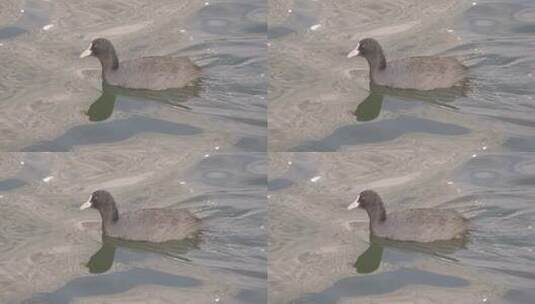 洱海里的鸭子高清在线视频素材下载
