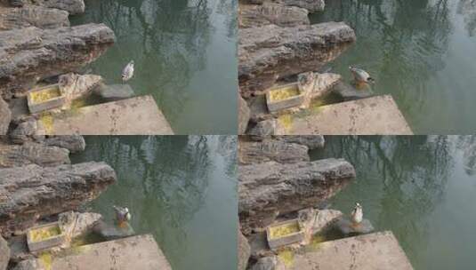 鸭子斑头雁游上岸觅食观赏水禽高清在线视频素材下载