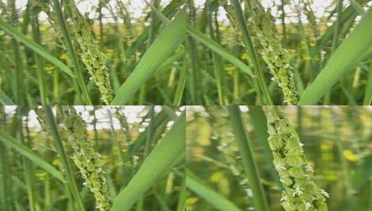 稻田水稻开花背景素材高清在线视频素材下载