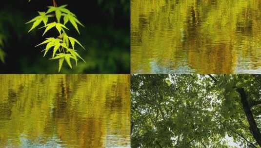 春天夏天植物树木森林绿油油高清在线视频素材下载