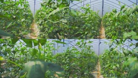 智慧农业大棚蔬菜豆角4K实拍高清在线视频素材下载