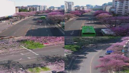 4K航拍柳州紫荆花开城市风貌高清在线视频素材下载