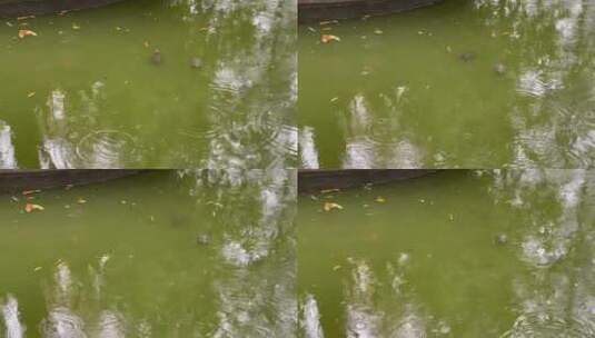 下雨天湖水游泳的乌龟高清在线视频素材下载