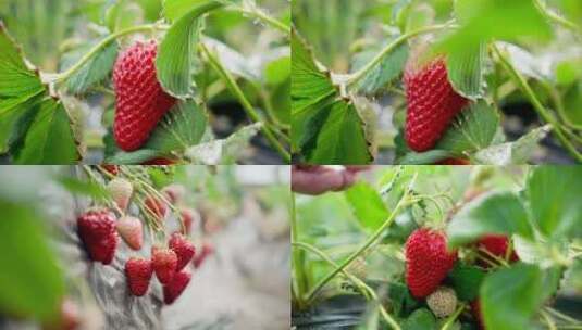 草莓大棚草莓特写高清在线视频素材下载