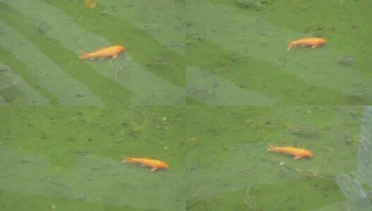 池塘中的红锦鲤高清在线视频素材下载