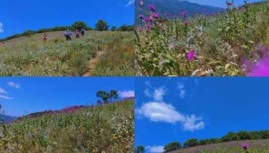 山坡上满是艳丽的野花高清在线视频素材下载