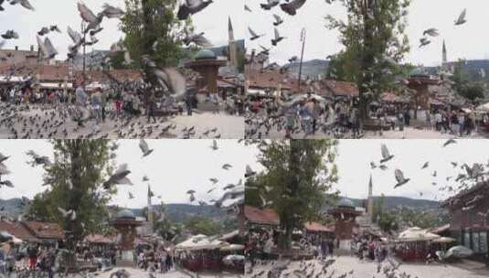 广场的鸽群、旅游景点的鸽子高清在线视频素材下载