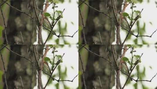栗边莺鸟栖息在树枝上，白天喙上有细树枝高清在线视频素材下载