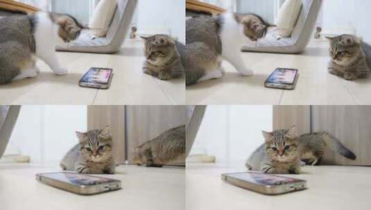 看手机的猫咪高清在线视频素材下载