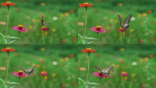 花丛鲜花蝴蝶高清在线视频素材下载